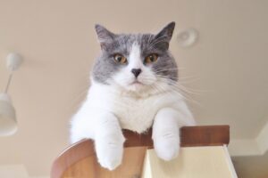 猫の日ってどんな日？猫の日にちなんで賃貸物件で猫と暮らす方法や秘訣をまとめました！