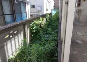雑草の伸びが早い！除草は空室対策になり内見でも第一印象アップ！